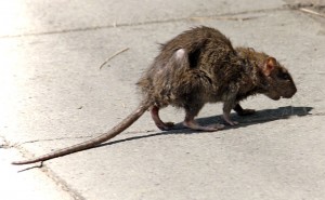 800px-Street-rat